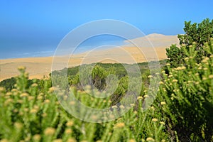 Sand dunes in Addo Elephant National Park, South Africa