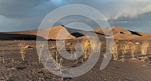 Sand Dunes along the Amargosa Desert at sunset