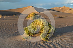 Sand Dunes along the Amargosa Desert at sunset