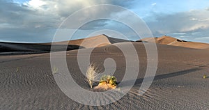 Sand Dunes along the Amargosa Desert at sunset