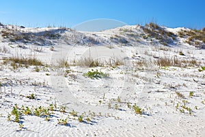 Sand Dunes at Anastasia State Park, Florida photo