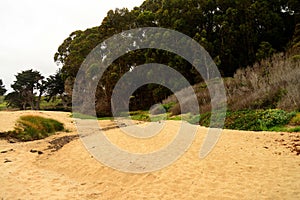 Sand Dunes Asilomar State Marine Reserve California