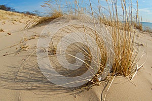 Sand dunes on beach