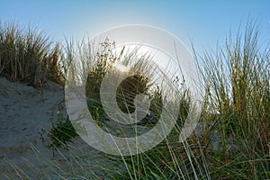 Sand dunes with beach grass in the back light on the North Sea