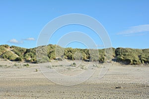 Sand dunes with beach grass at the North Sea