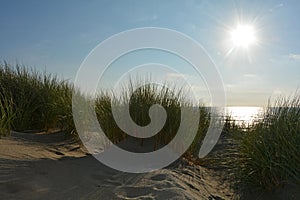 Sand dunes with beach grass at the North Sea with sun in the evening