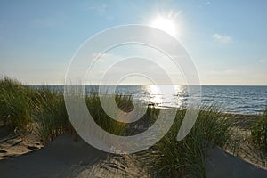 Sand dunes with beach grass at the North Sea with sun in the evening