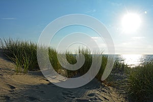 Sand dunes with beach grass at the North Sea with sun in the evening