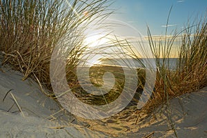 Sand dunes ,  beach grass , sea and sun