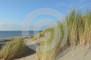 Sand dunes with beach grass in the sunlight on the North Sea