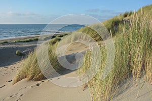 Sand dunes with beach grass in the sunlight on the North Sea