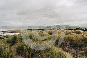 Sand dunes on the beach, and native plants at Morro Bay, California