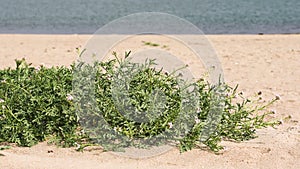 Sand dunes on the beach and Sea Rocket flowers in bloom, beautiful pink wildflowers