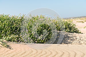 Sand dunes on the beach and Sea Rocket flowers in bloom, beautiful pink wildflowers growing on the sandy beach.