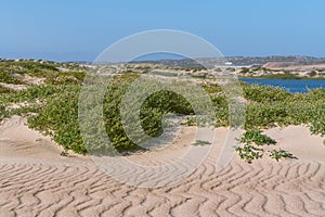 Sand dunes on the beach and Sea Rocket flowers in bloom, beautiful pink wildflowers growing on the sandy beach.