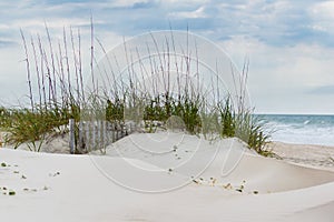 Sand Dunes and Beachgrass