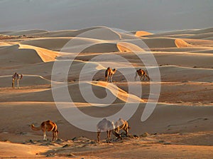 Sand dunes and camels, Wahiba Sands, Oman