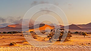 Sand dunes and camelthorn tree with with morning fog and clouds in Sossusvlei, Namib-Naukluft National Park, Namibia, Africa