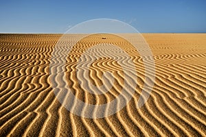 Sand dunes of Corralejo in Fuerteventura, Spain photo