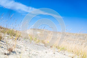 Sand dunes of the Curonian spit also known as