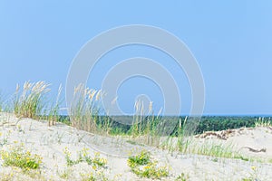 Sand dunes of the Curonian spit also known as