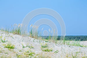 Sand dunes of the Curonian spit also known as