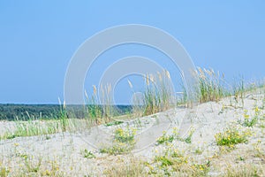 Sand dunes of the Curonian spit also known as