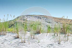 Sand dunes of the Curonian spit also known as