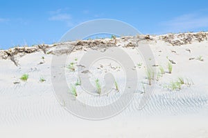 Sand dunes of the Curonian spit also known as