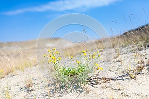 Sand dunes of the Curonian spit also known as