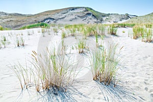 Sand dunes of the Curonian spit also known as