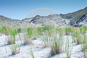 Sand dunes of the Curonian spit also known as