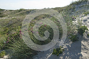 Sand dunes of the Curonian Spit on the Baltic Sea.