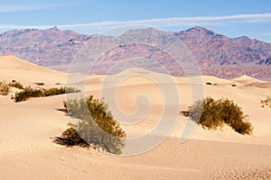 Sand Dunes Death Valley Desert Mesquite Flat Grapevine Mountains