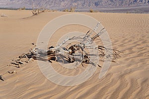 Sand dunes in the desert Arava and a dry dead tree