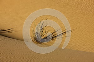 Sand Dunes, Desert near Walvis Bay in Namibia