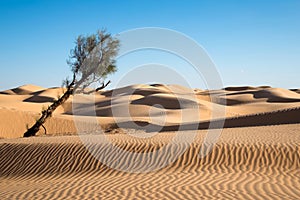 Sand dunes in the desert of Sahara