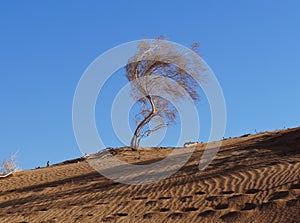 Sand dunes in  desert, selective focus