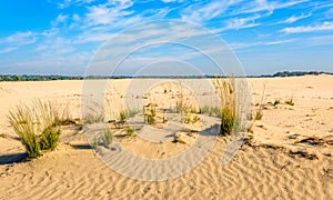 Sand dunes in a Dutch nature reserve in the summer season