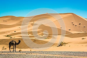 Sand dunes Erg Chebbi with camel near Merzouga in Morocco