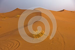 Sand dunes in Erg Chebbi at sunrise, Sahara desert, Morocco