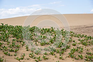 sand dunes . Famous natural park Maspalomas dunes in Gran Canaria at sunset, Canary island, Spain