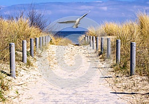 sand dunes and fence on the baltic sea with seagull 01
