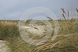 Sand Dunes and Grass