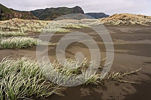 Sand dunes grass at Karekare beach