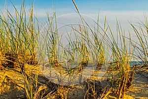 Sand Dunes and Grass of the Provincelands Cape Cod MA US.