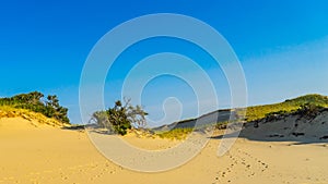 Sand Dunes and Grass of the Provincelands Cape Cod MA US.