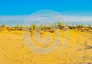 Sand Dunes and Grass of the Provincelands Cape Cod MA US.