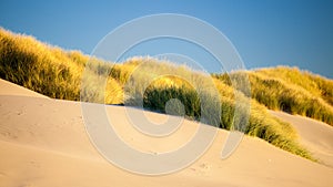 Sand dunes and grasses on a beach