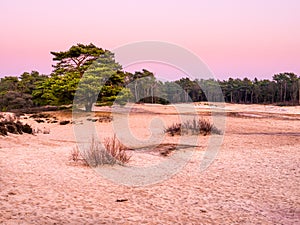 Sand dunes of heathland at sunset, Goois Nature Reserve, Netherlands photo